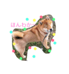 柴犬シンバの楽しい毎日（個別スタンプ：6）
