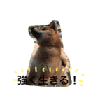柴犬シンバの楽しい毎日（個別スタンプ：7）