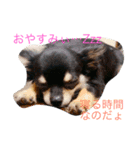 ゥチのお犬様（個別スタンプ：1）