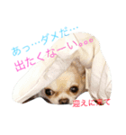 ゥチのお犬様（個別スタンプ：3）