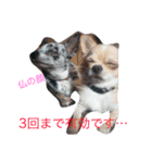 ゥチのお犬様（個別スタンプ：4）
