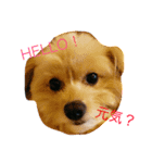 ゥチのお犬様（個別スタンプ：5）