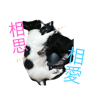 ゥチのお犬様（個別スタンプ：6）