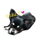 ゥチのお犬様（個別スタンプ：7）