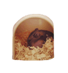 ハムスター大好き（個別スタンプ：10）