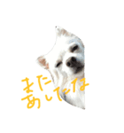 りぼん（個別スタンプ：2）