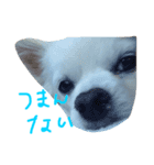 りぼん（個別スタンプ：3）