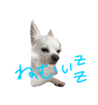 りぼん（個別スタンプ：5）