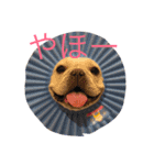 肉かつらおじさん♂さくらの日常①（個別スタンプ：1）
