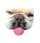 肉かつらおじさん♂さくらの日常①（個別スタンプ：6）