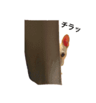 肉かつらおじさん♂さくらの日常①（個別スタンプ：14）