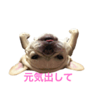 肉かつらおじさん♂さくらの日常①（個別スタンプ：16）