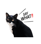Cat Gangster（個別スタンプ：2）