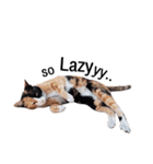 Cat Gangster（個別スタンプ：3）