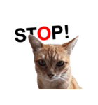 Cat Gangster（個別スタンプ：4）