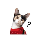 Cat Gangster（個別スタンプ：5）