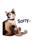 Cat Gangster（個別スタンプ：6）