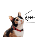 Cat Gangster（個別スタンプ：7）