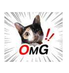 Cat Gangster（個別スタンプ：8）