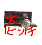 肉かつらおじさん♂さくらの日常②（個別スタンプ：1）