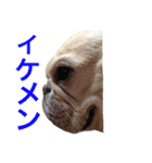 肉かつらおじさん♂さくらの日常②（個別スタンプ：6）