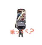 肉かつらおじさん♂さくらの日常②（個別スタンプ：10）