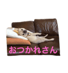 肉かつらおじさん♂さくらの日常②（個別スタンプ：12）