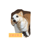 コーギーのらいす（個別スタンプ：3）