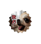 チワワんずタイム（個別スタンプ：8）