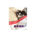 チワワんずタイム（個別スタンプ：11）