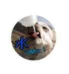 チワワんずタイム（個別スタンプ：12）
