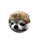 チワワんずタイム（個別スタンプ：16）