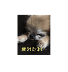 チワワんずタイム（個別スタンプ：18）