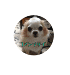 チワワんずタイム（個別スタンプ：20）