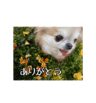 チワワんずタイム（個別スタンプ：22）