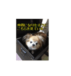 チワワんずタイム（個別スタンプ：23）
