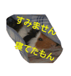 guineapig  a go！go！（個別スタンプ：2）