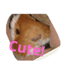guineapig  a go！go！（個別スタンプ：3）