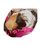 guineapig  a go！go！（個別スタンプ：4）