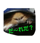 guineapig  a go！go！（個別スタンプ：5）