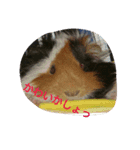 guineapig  a go！go！（個別スタンプ：6）