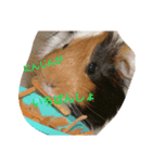 guineapig  a go！go！（個別スタンプ：7）