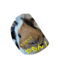 guineapig  a go！go！（個別スタンプ：8）
