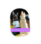ao's dogs 2（個別スタンプ：2）