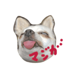 ao's dogs 2（個別スタンプ：3）