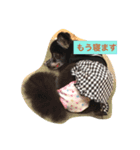 ao's dogs 2（個別スタンプ：4）