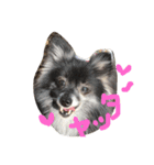 ao's dogs 2（個別スタンプ：5）