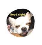ao's dogs 2（個別スタンプ：7）