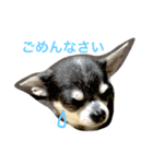 ao's dogs 2（個別スタンプ：8）