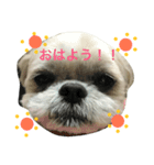 シーズーのたいじょ（個別スタンプ：1）